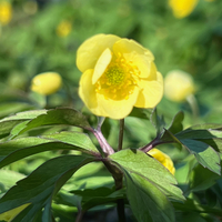 Anemone (Anemonoides) x lipsiensis 'Pallida'